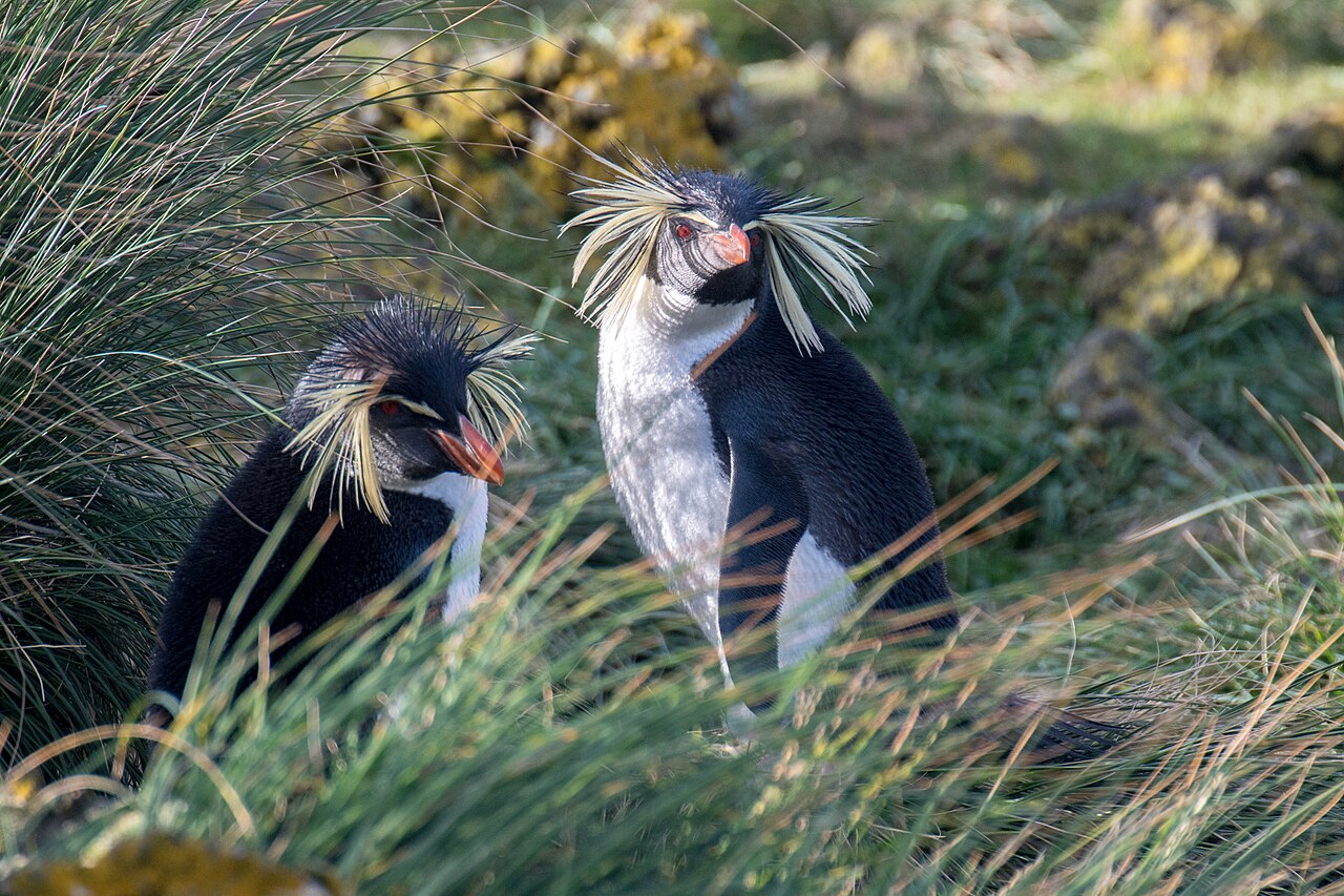 タソック草地のキンメペンギン
