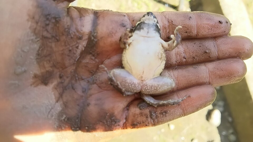 白いおなかを見せるヌマガエル