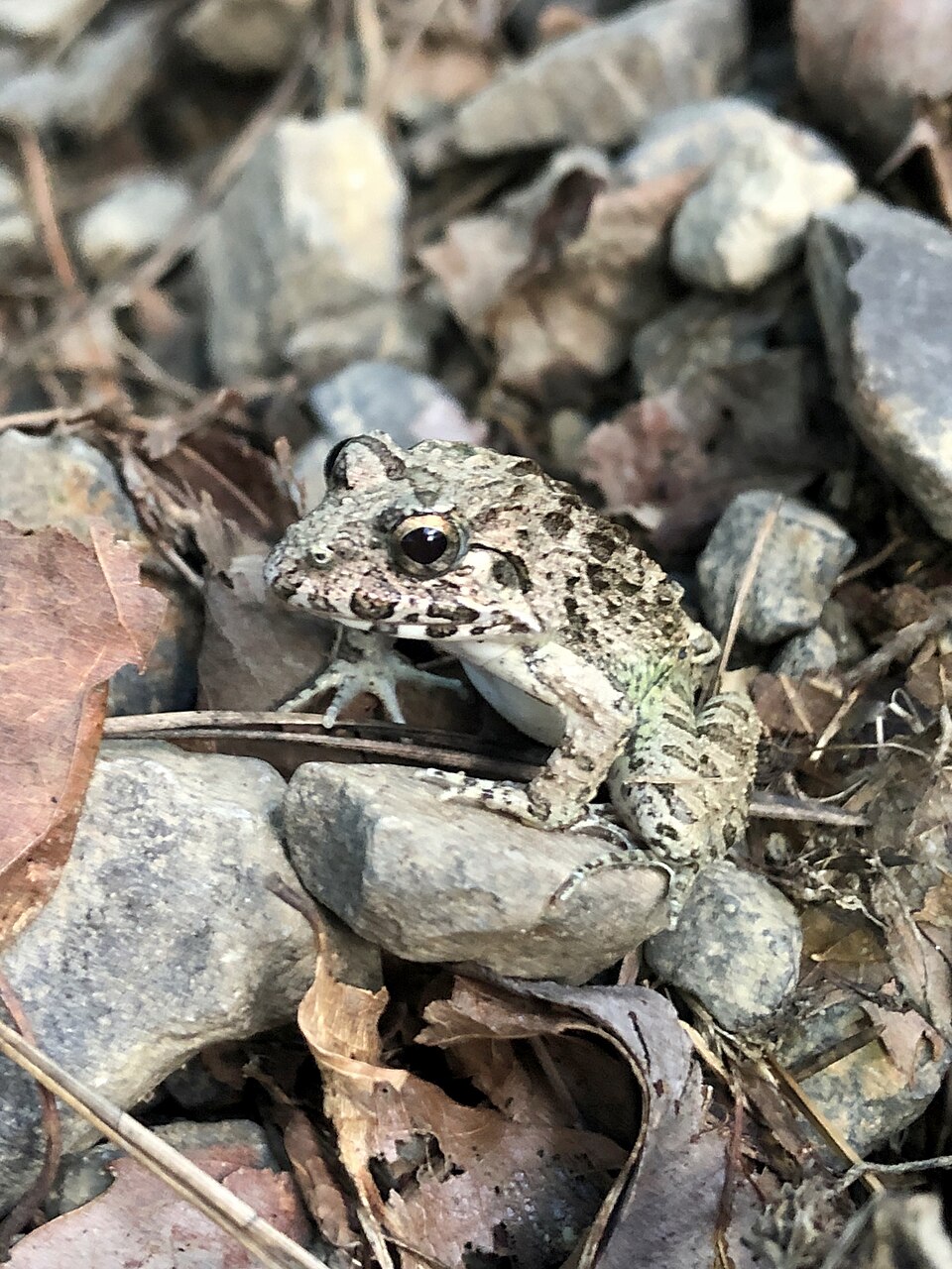 地面にいるヌマガエル