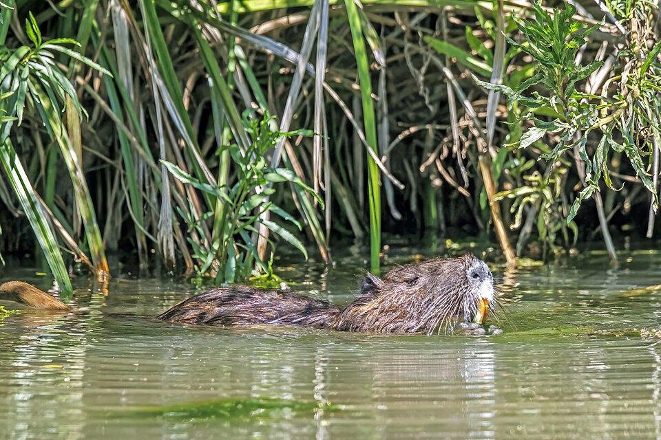水草を食べるヌートリア