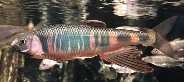 婚姻色のオイカワ(水族館展示)