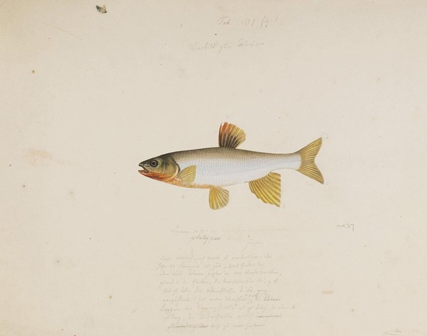 シーボルトコレクションのオイカワ博物画(1823-1829)