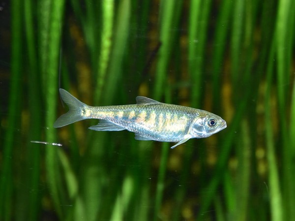 水草に囲まれた銀白色のオイカワ若魚