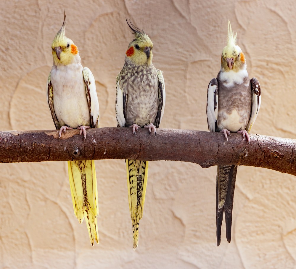 色の異なる3羽のオカメインコ