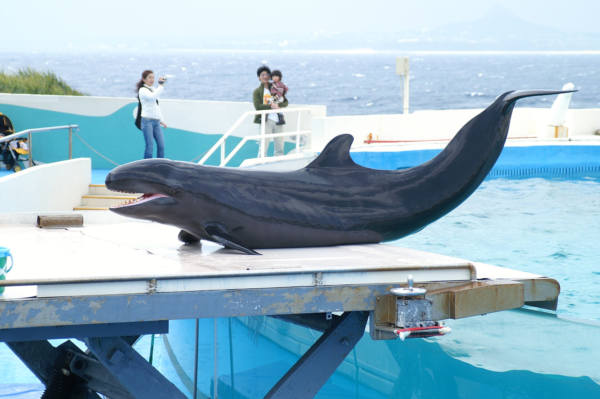 沖縄美ら海水族館「オキちゃん劇場」でショーを披露するオキゴンドウ