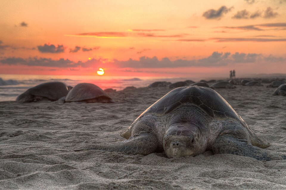 夕日の砂浜に集まって産卵するヒメウミガメの群れ