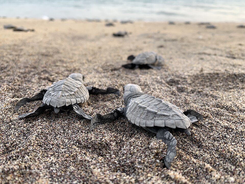 砂浜を海へ向かうヒメウミガメの赤ちゃん2匹