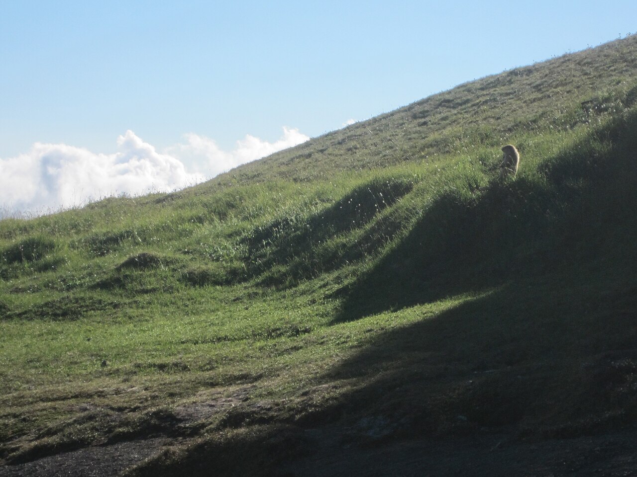 オリンピック半島の高山草原