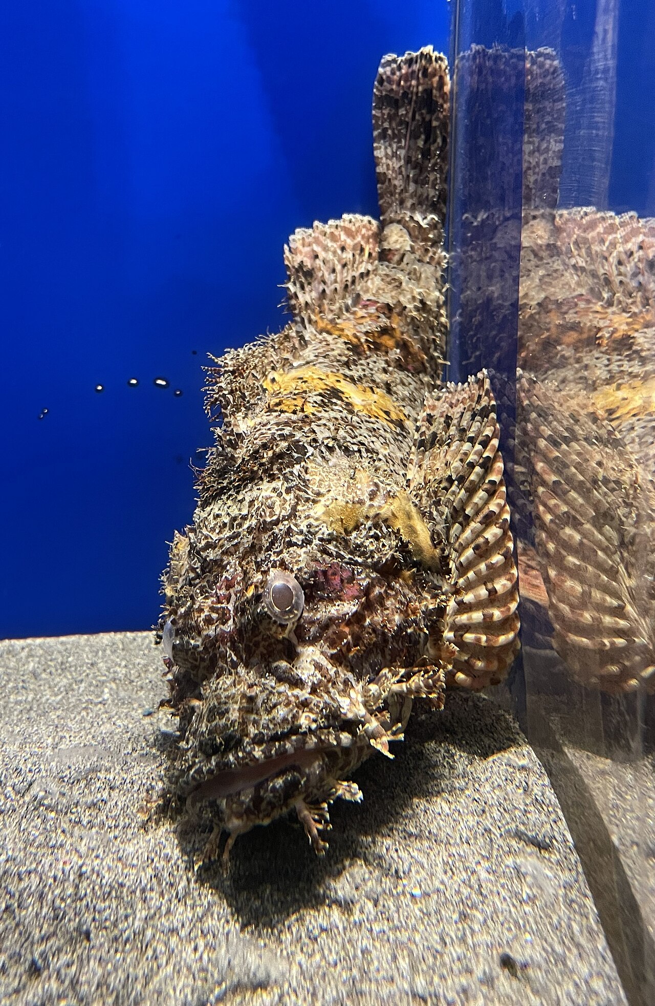 オニオコゼ・伊豆三津シーパラダイスの個体