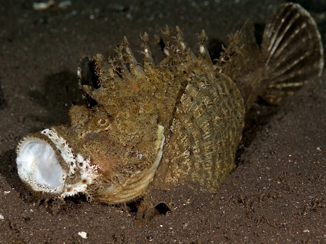 オニオコゼ・水中の姿