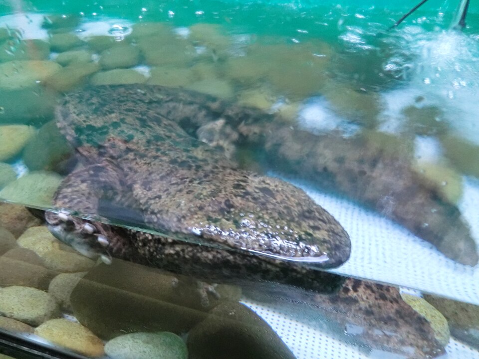 水槽のオオサンショウウオ