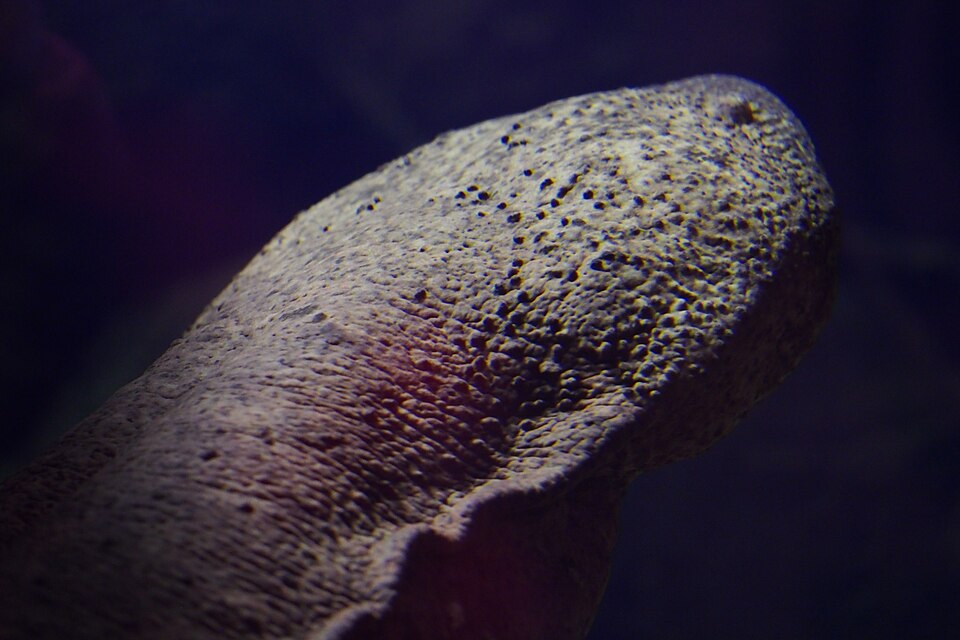 川にひそむオオサンショウウオ