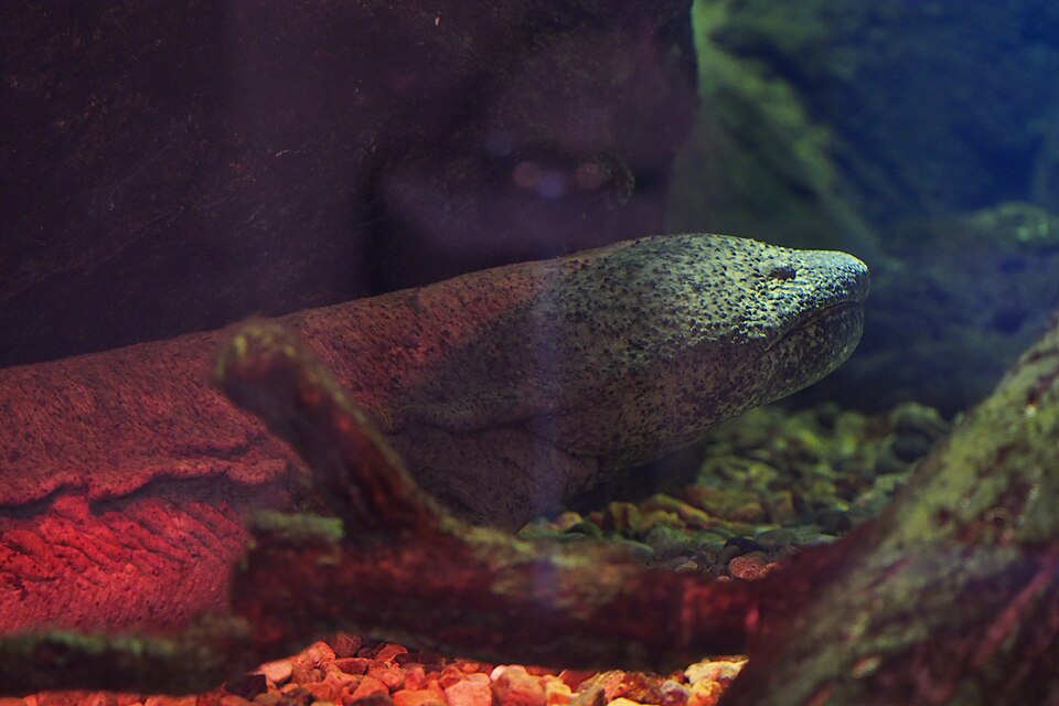 オオサンショウウオの頭部と小さな目