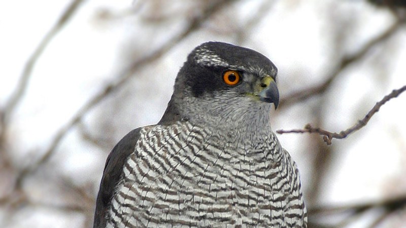とまり木のオオタカ成鳥。赤い目と灰色の横しま