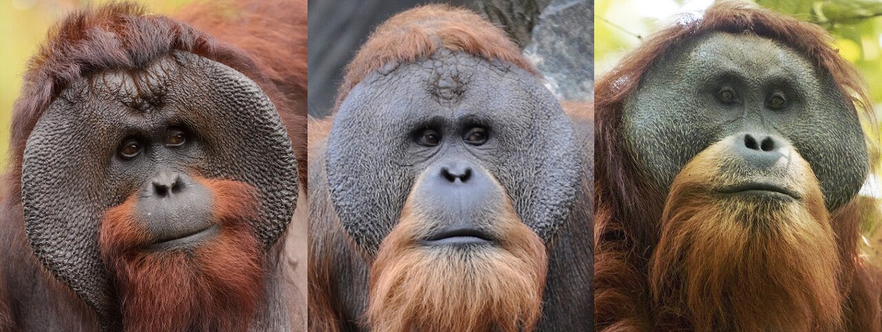 3種のオランウータンのオスの顔くらべ