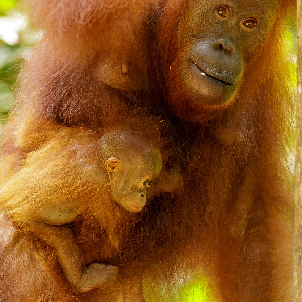 子を抱くオランウータンの母親