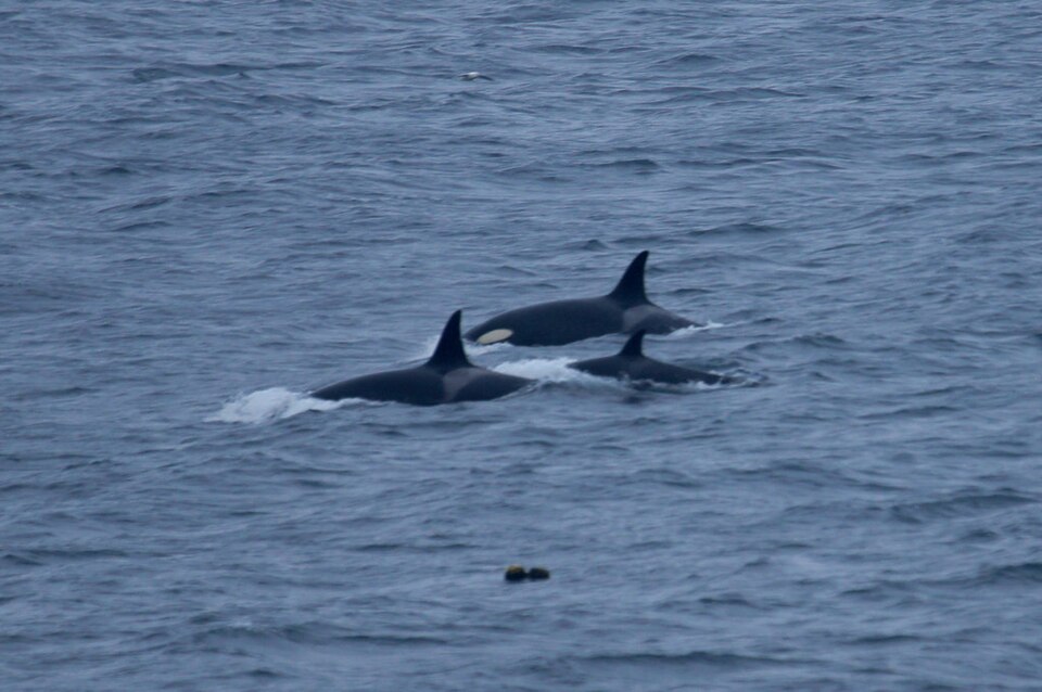 海面にならんで泳ぐシャチの群れ