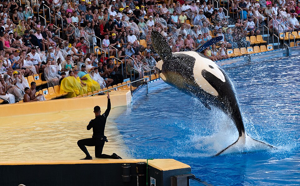 水族館でジャンプするシャチ