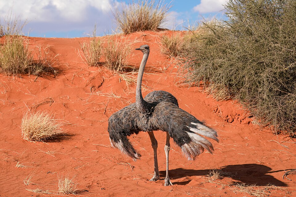 カラハリ砂漠のダチョウ