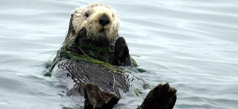 海藻ケルプに囲まれて浮かぶラッコ