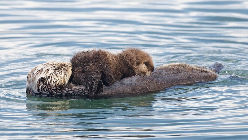 おなかの上に赤ちゃんをのせて浮かぶ母ラッコ