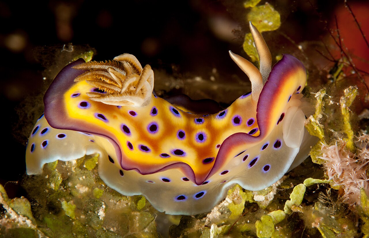 オトヒメウミウシの側面全身(インドネシア Wakatobi)