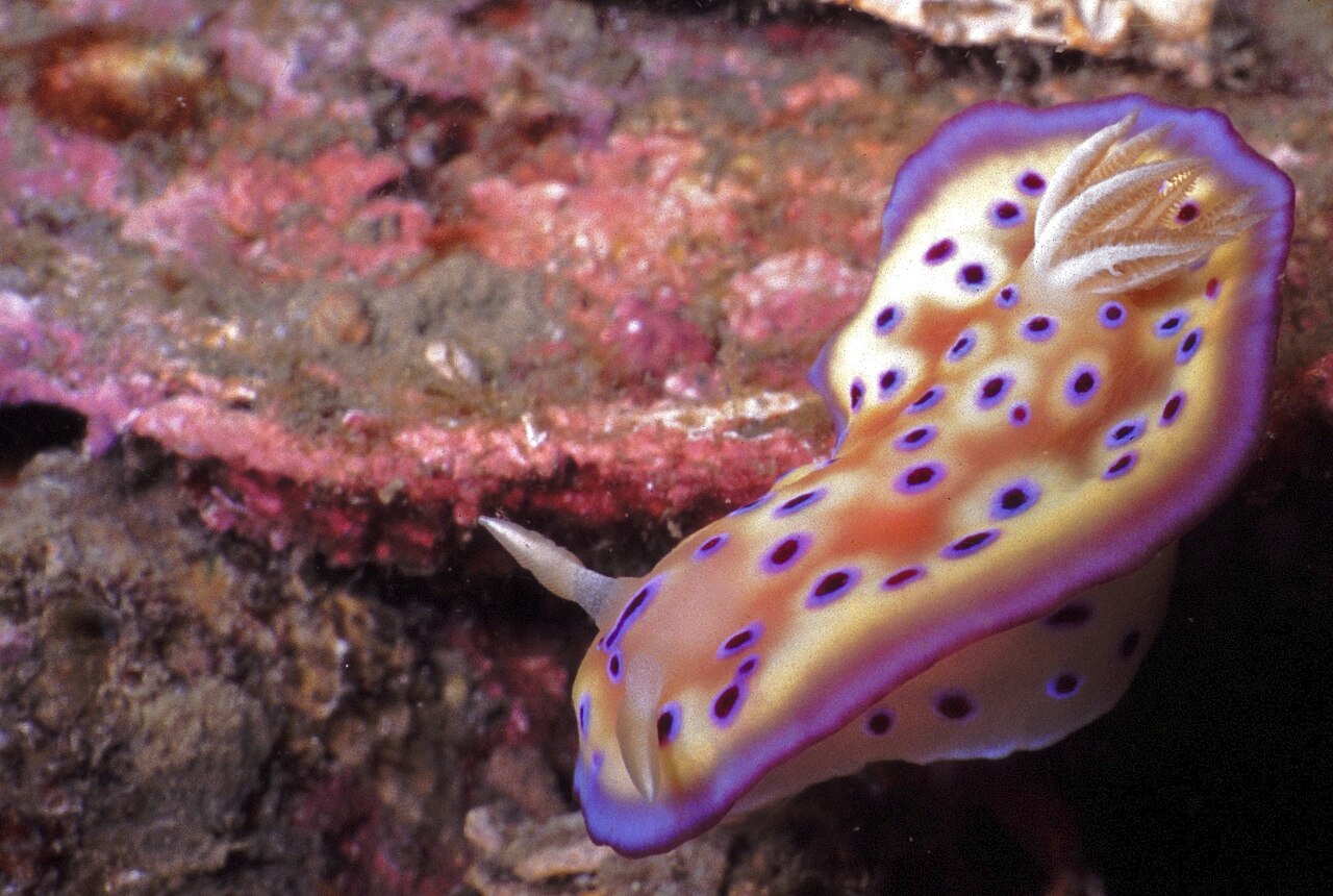 オトヒメウミウシが餌のカイメンを食べる様子