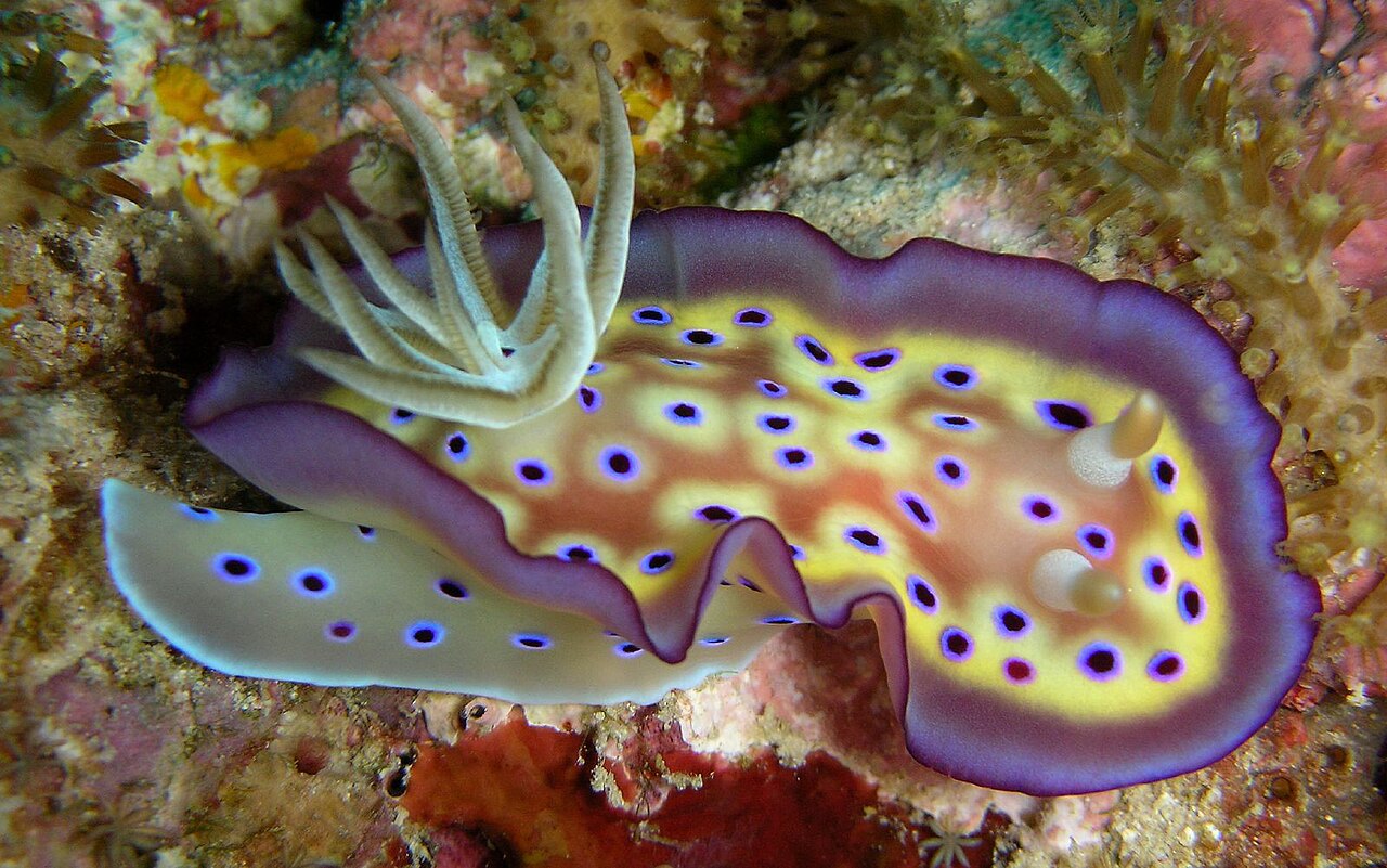 オトヒメウミウシの側面・外套膜のフリル