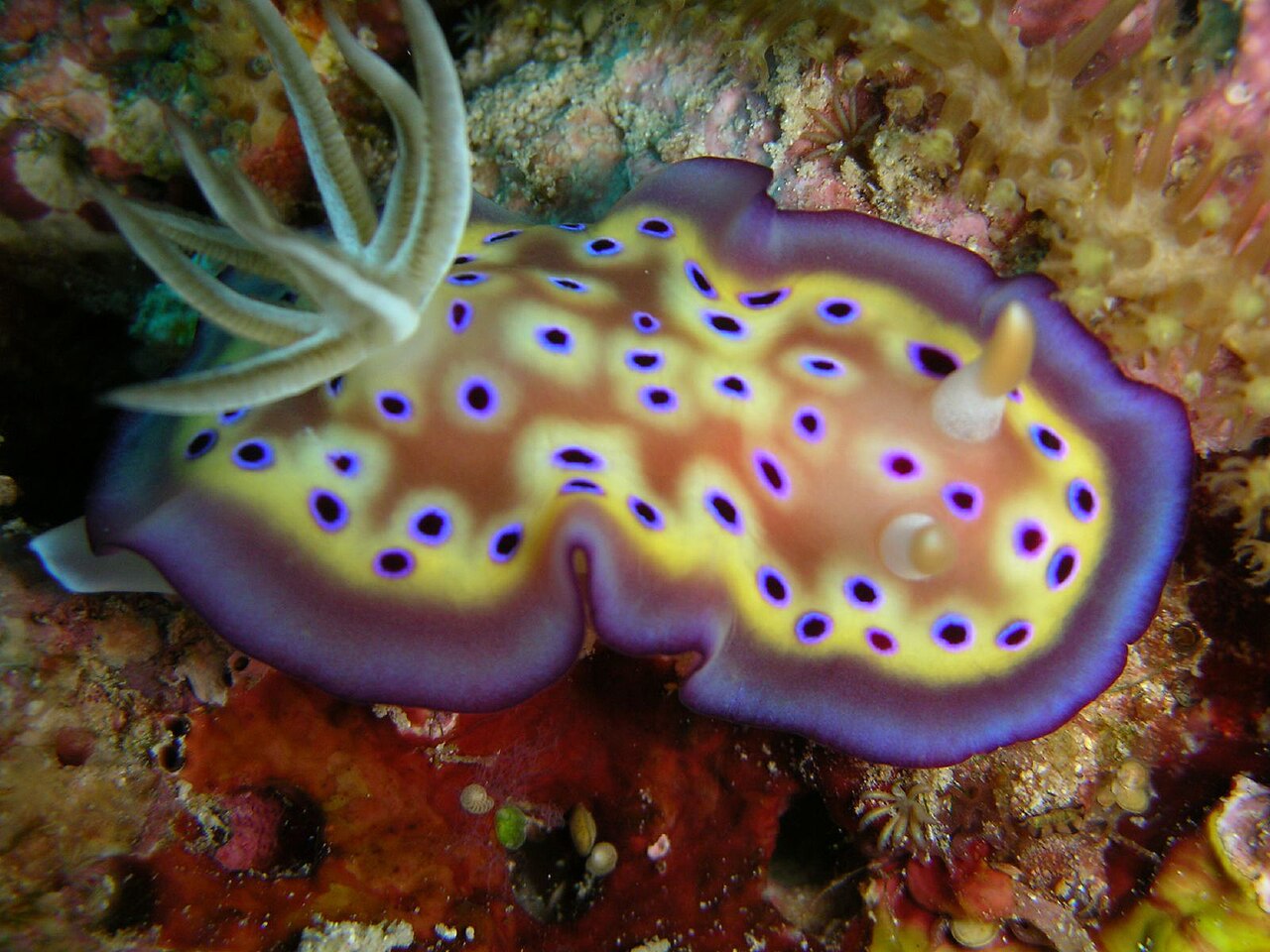 オトヒメウミウシの全身・紫縁と青ハローの配色