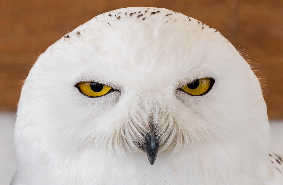 白い羽のシロフクロウ