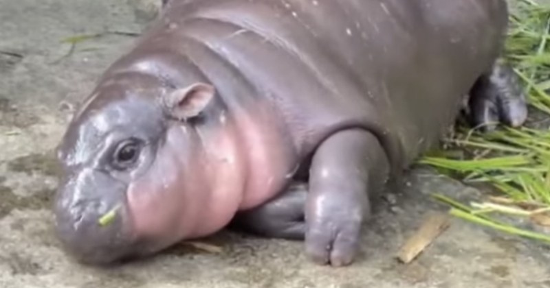 タイの動物園で生まれたコビトカバの赤ちゃん、ムーデン