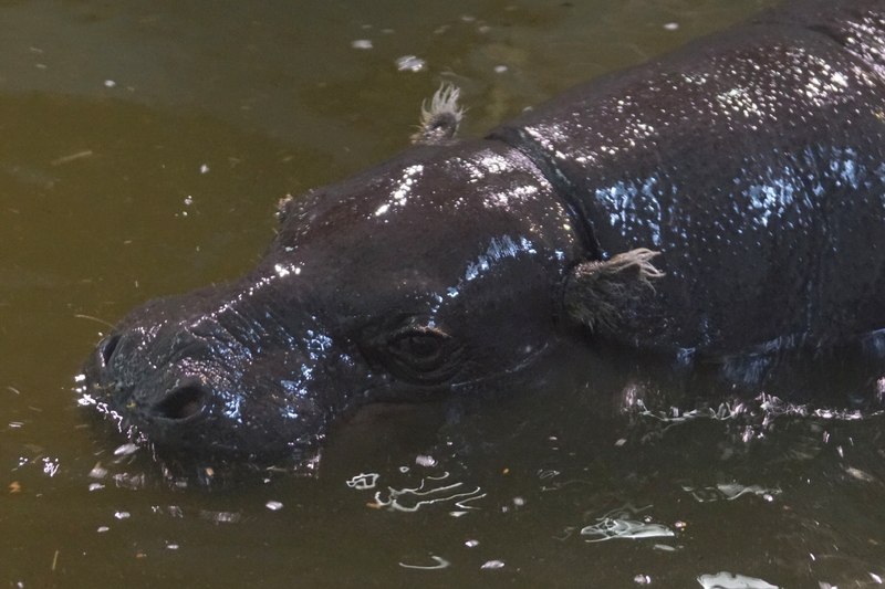 動物園で飼育されているコビトカバ