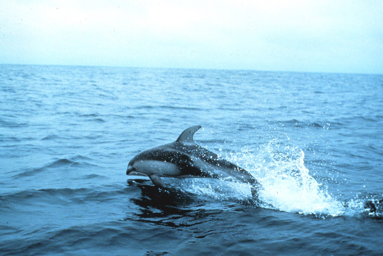 海面から高くジャンプするカマイルカ（活発な狩りと遊泳）