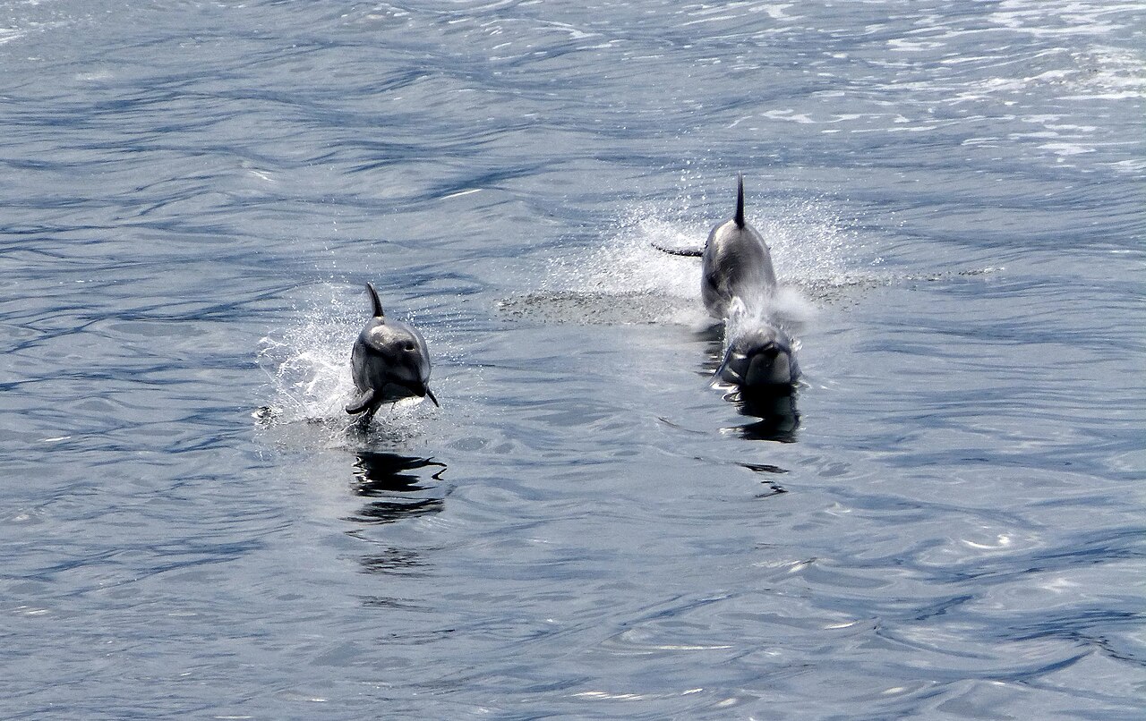 海面近くで並ぶカマイルカ2頭（混群の観察例）