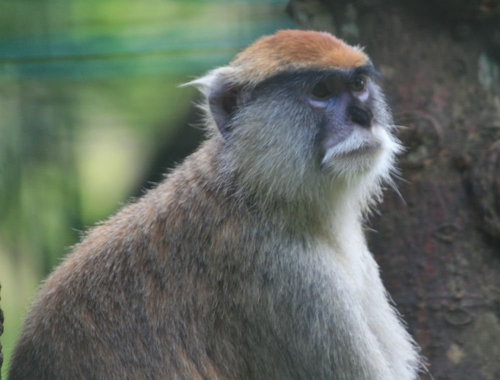 パタスモンキー・Zoo Ave別カット