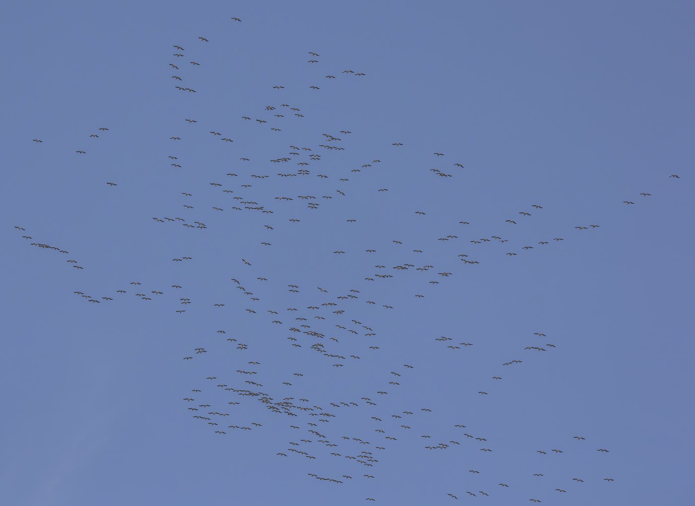 列をつくって飛ぶペリカンの群れ