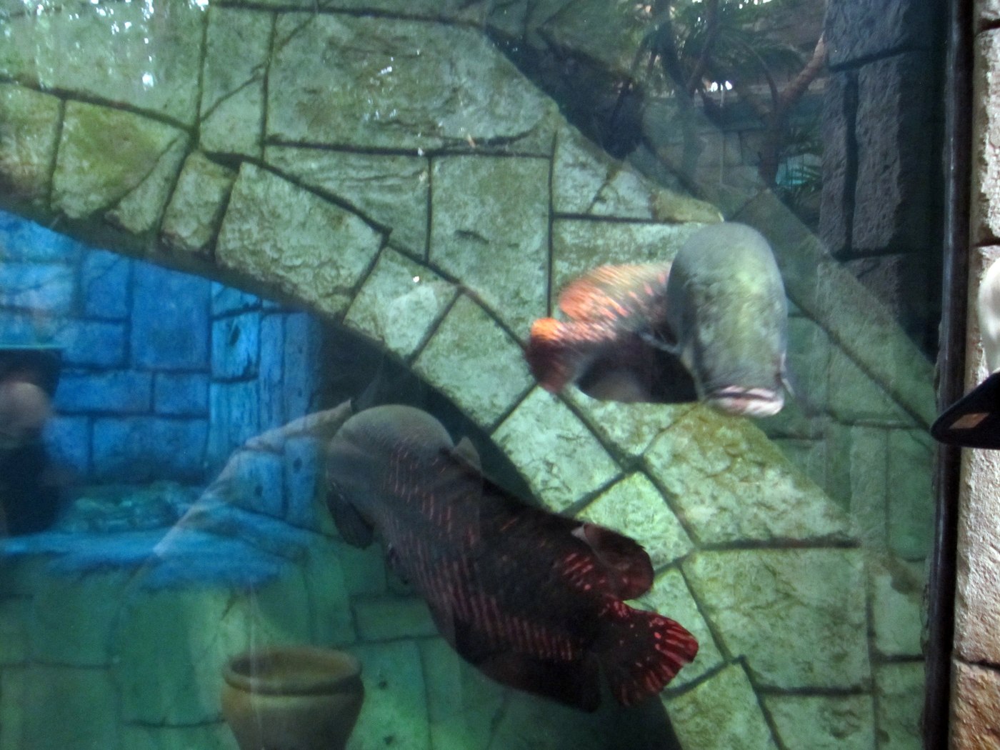 水族館の大水そうを泳ぐピラルク