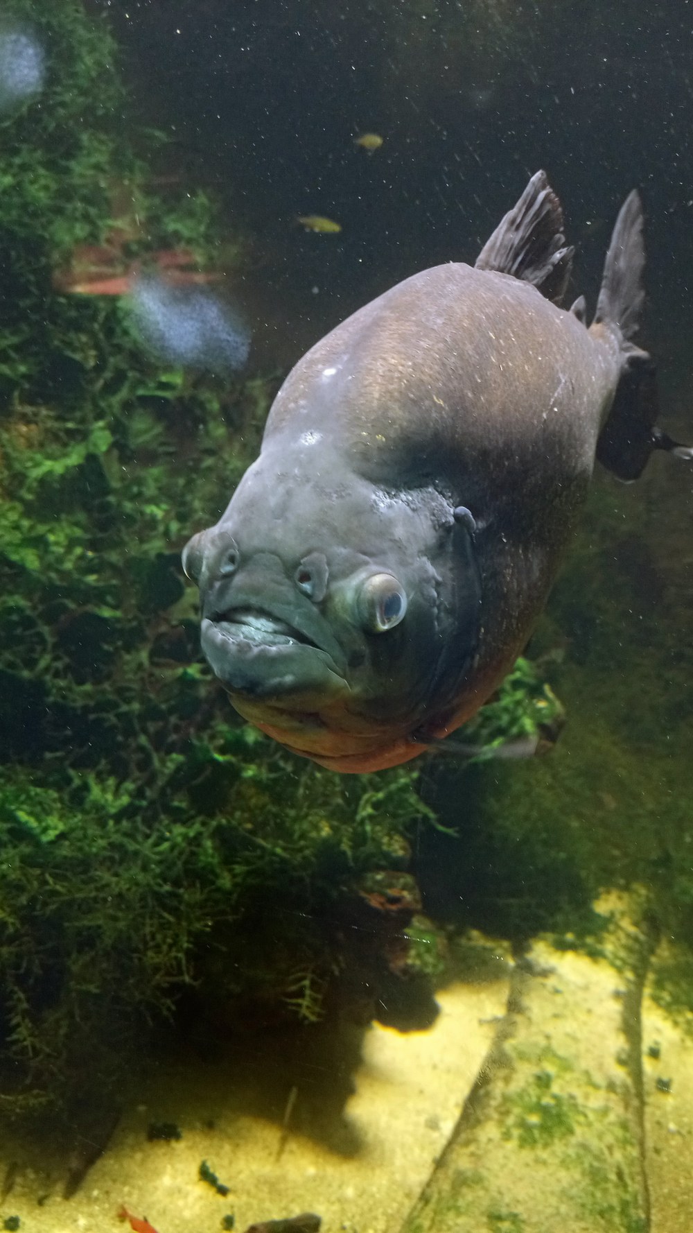 正面から見たアカハラピラニアの顔