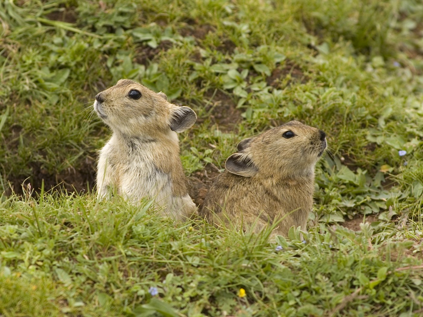 高原のナキウサギ