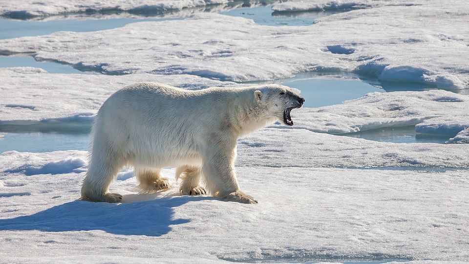 氷の上に立つホッキョクグマ