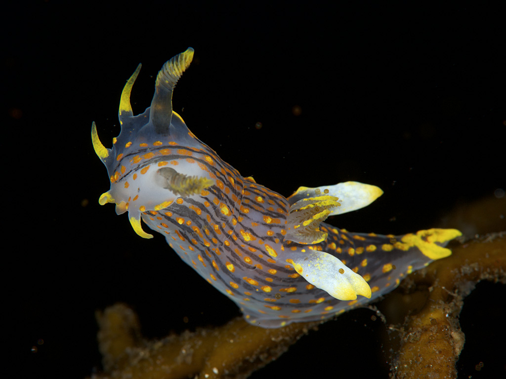 ポリケラ・クアドリリネアタの華やかな個体・4本の黄縦線と橙斑