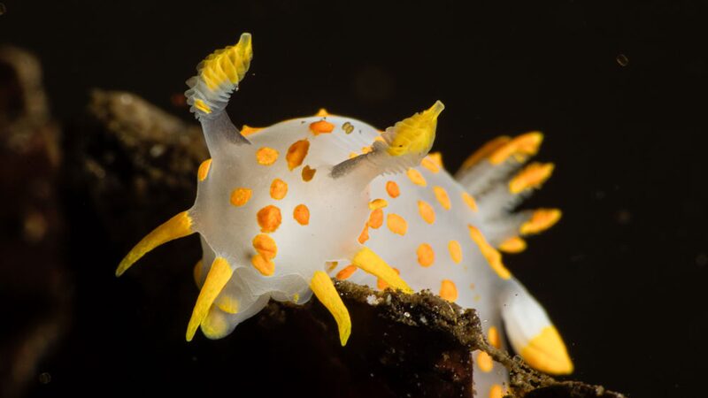 ポリケラ・クアドリリネアタの2個体・透明白地に橙斑と黄突起