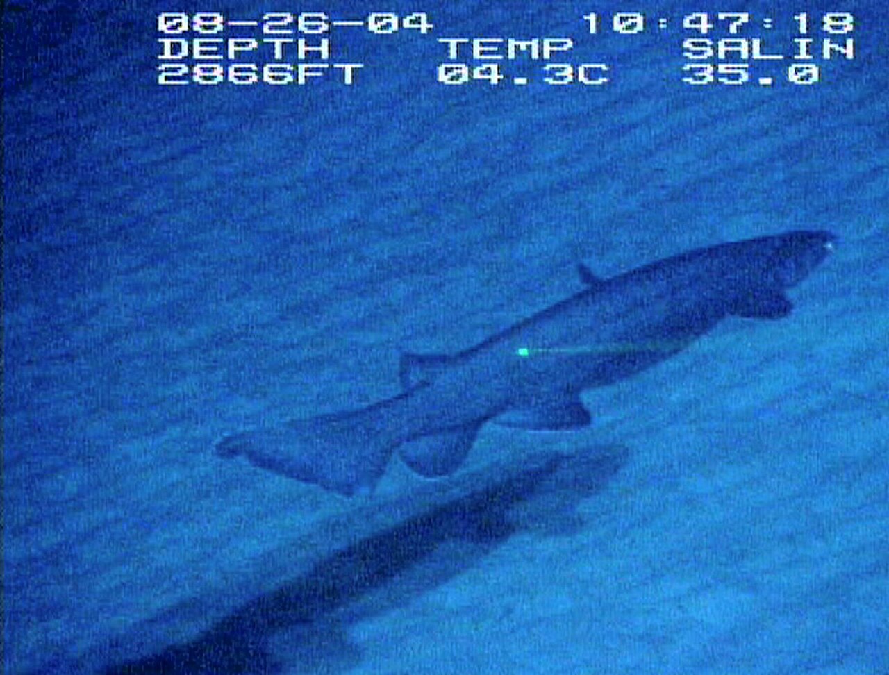 深海を泳ぐ野生のラブカ