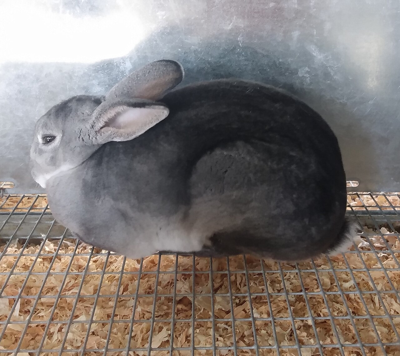 ライラック色のレッキス成体（ビロード状の被毛の質感が分かる）