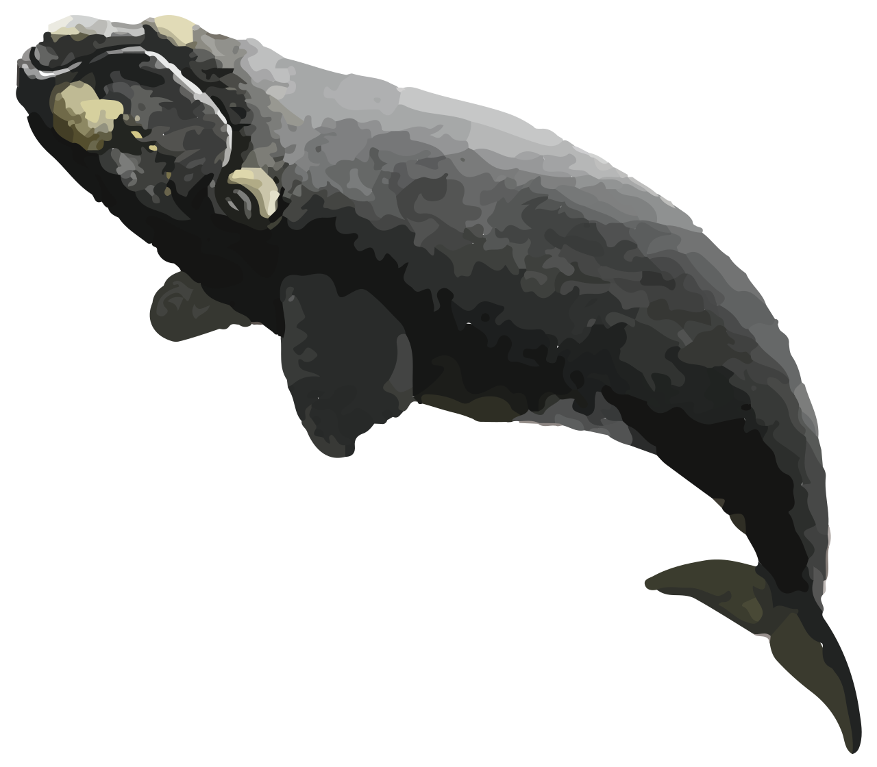 セミクジラの全身イラスト・丸みのある体型