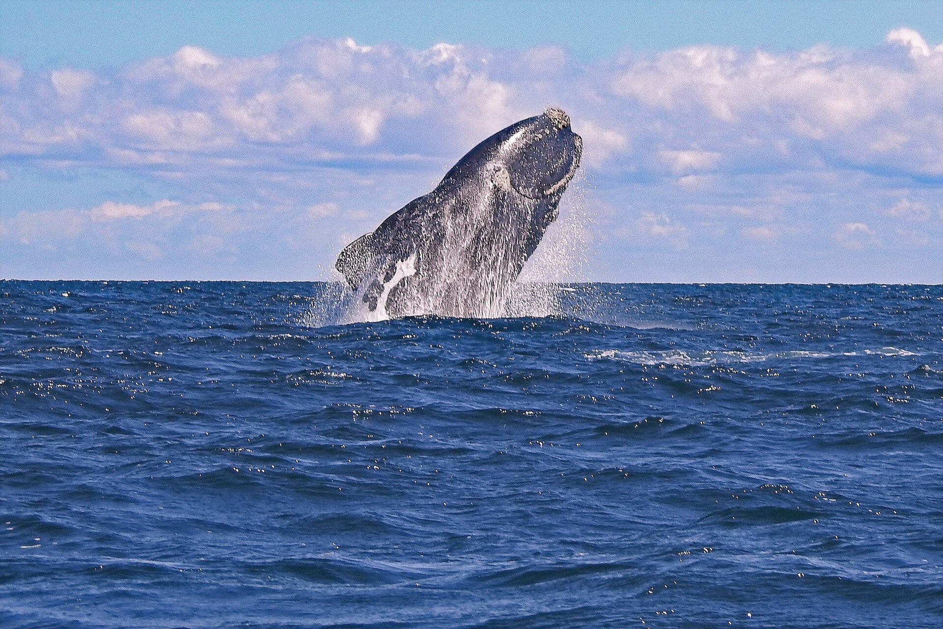 ミナミセミクジラのブリーチング・沿岸で観察された姿