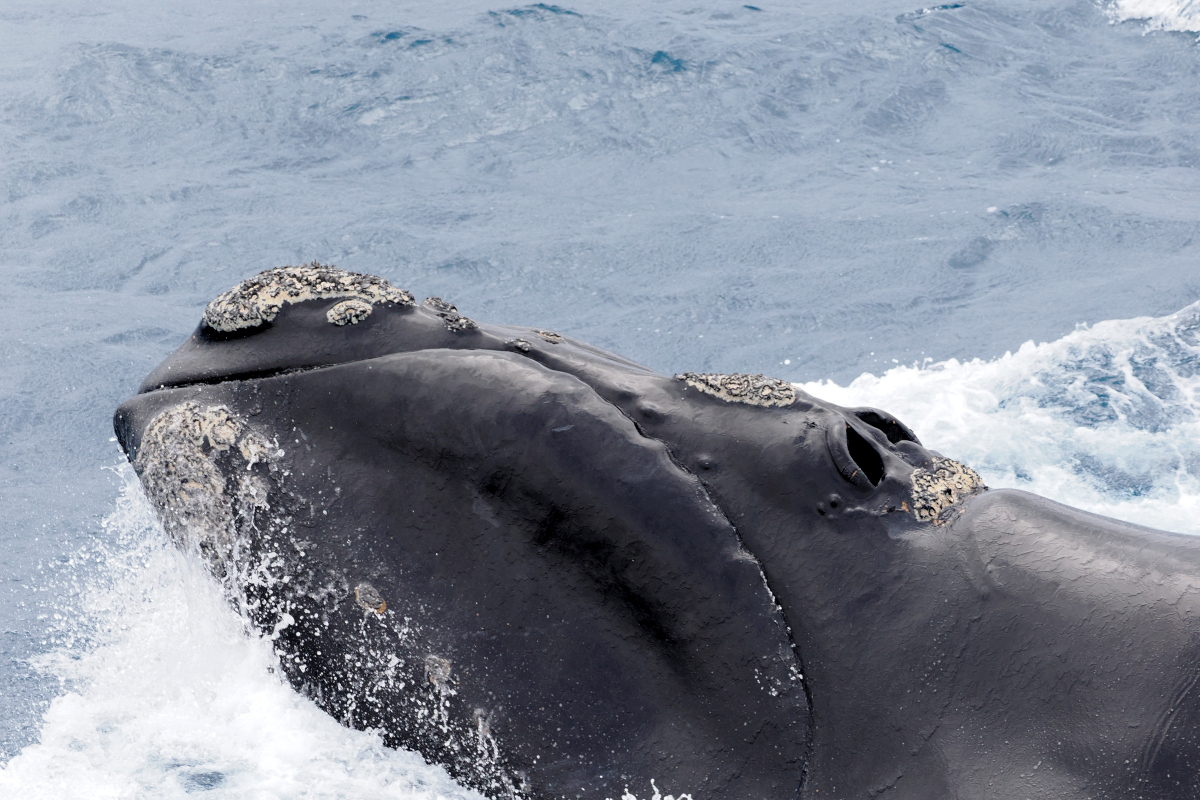 ミナミセミクジラの頭部・カロシティのアップ