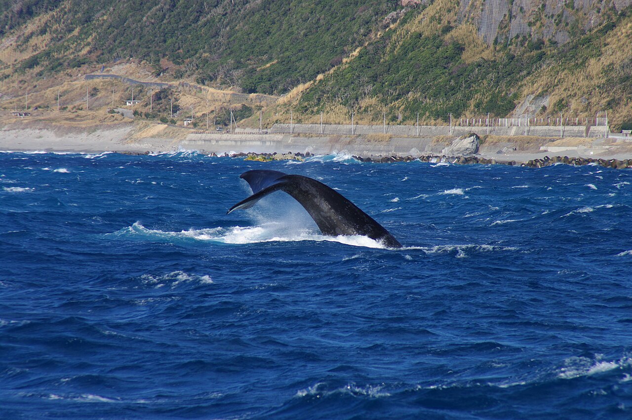 2011年3月に新島沖で観察された北太平洋セミクジラの尾びれ