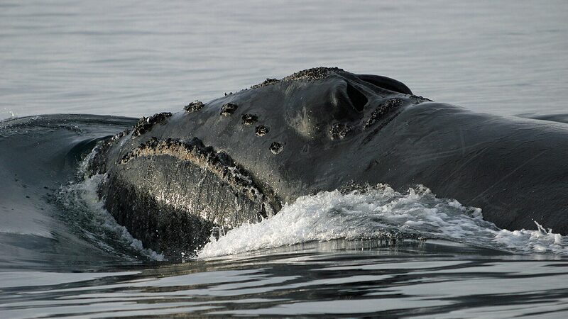 北太平洋セミクジラの頭部・NOAAが撮影した希少な実写
