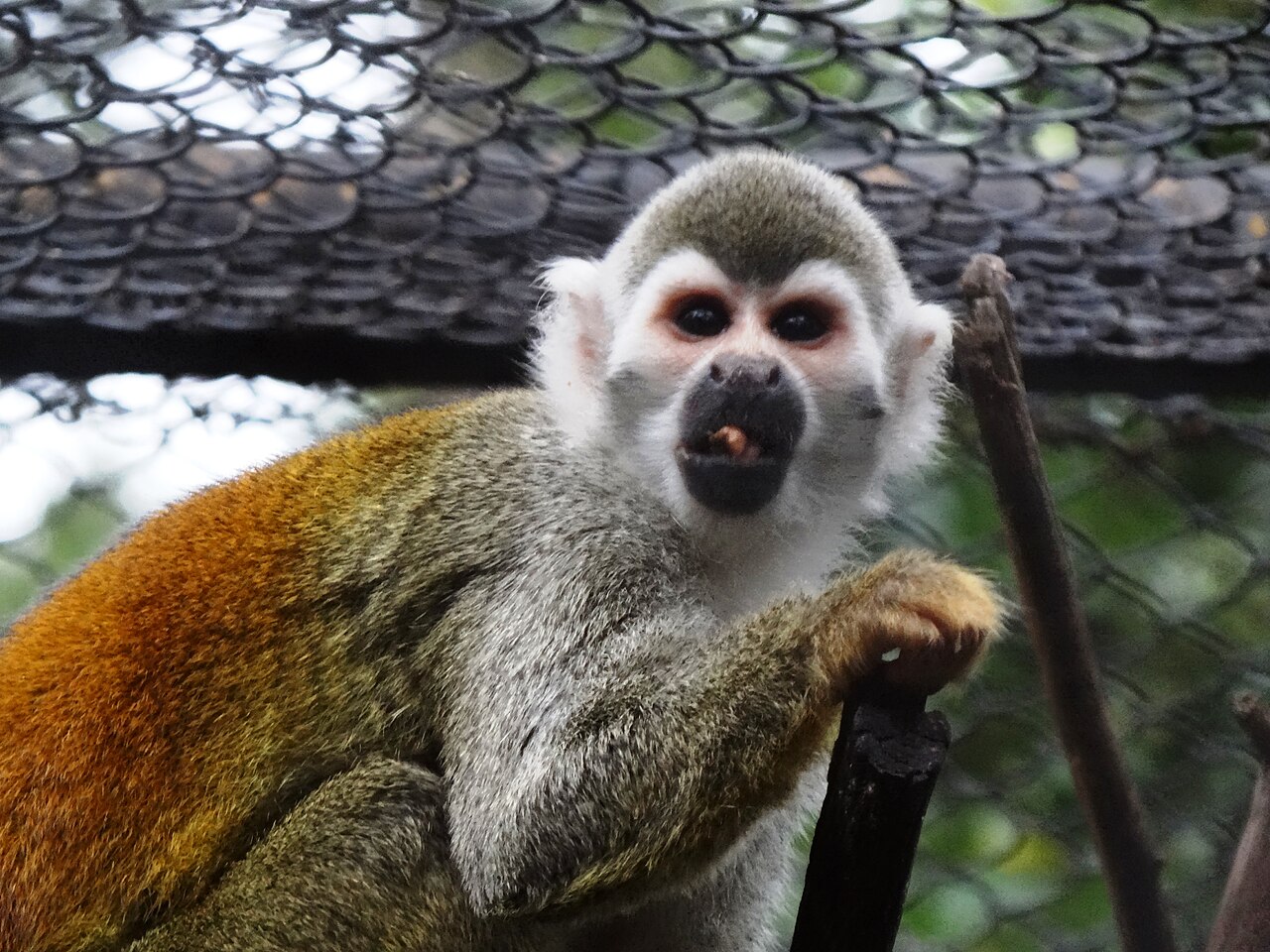 リスザル・コロンビア・Santacruz Zoo